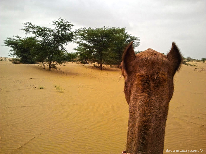 Drewmanity-india-camel-riding-brush-sand