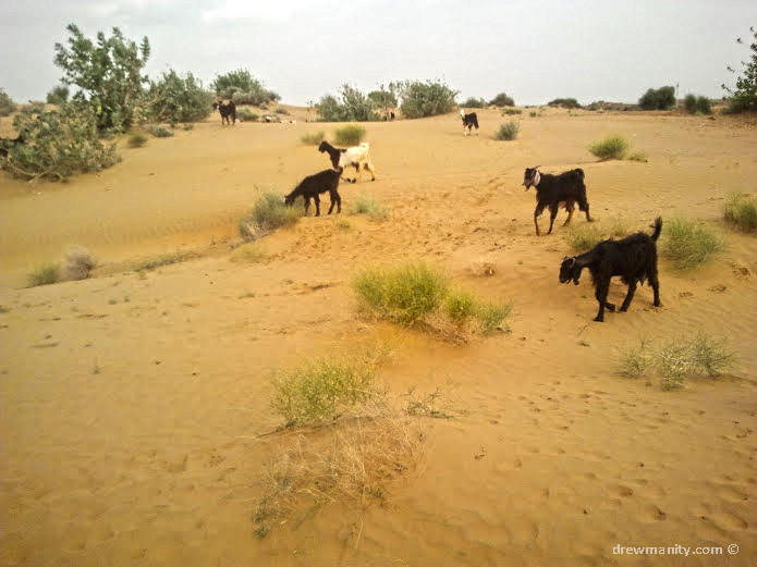 goats in the sand dunes