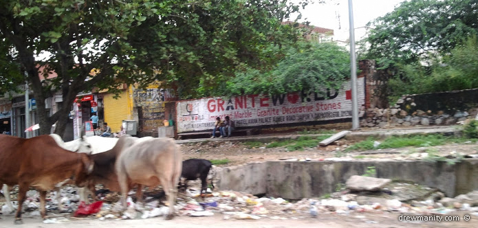 Astonishing, Cows roam free in the streets and eat  rubbish.