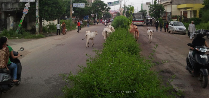 drewmanity-jaipur-rajasthan-cows-in-both-streets
