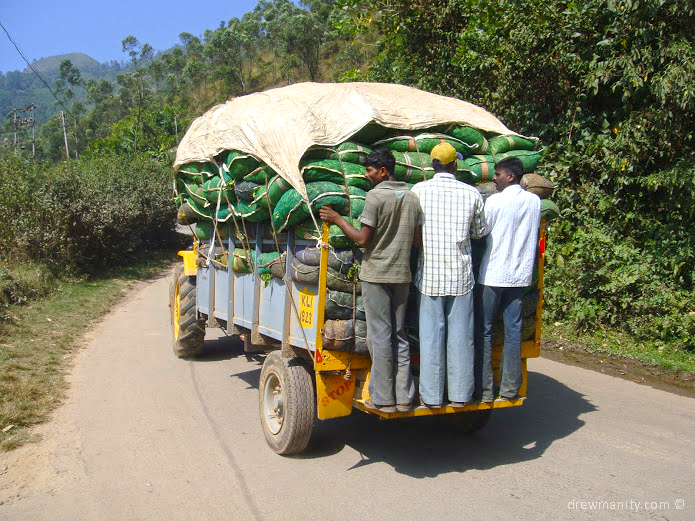 drewmanity-munnar-india-men-on-truck-bags-of-tea-leaves