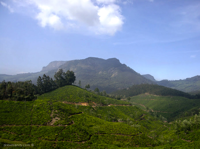 drewmanity-munnar-india-tea-trees-mountains
