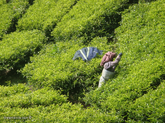 drewmanity-munnar-indian-women-picking-tea-leaves-reaching