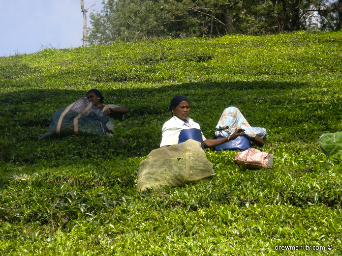 drewmanity-munnar-indian-women-picking-tea-leaves