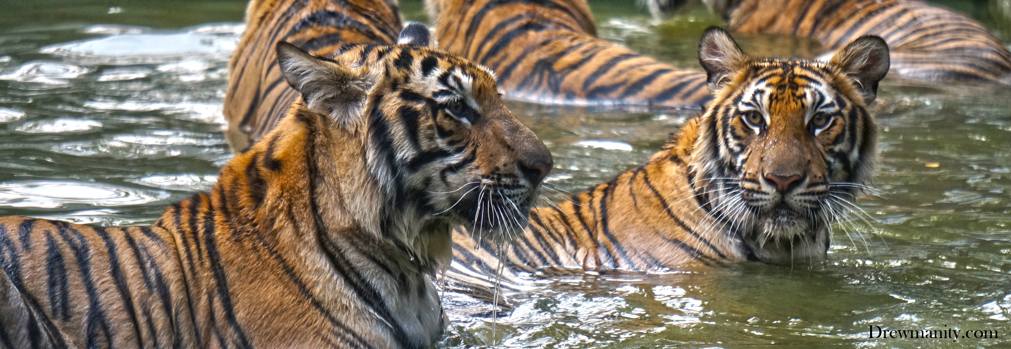 Thailand Tiger