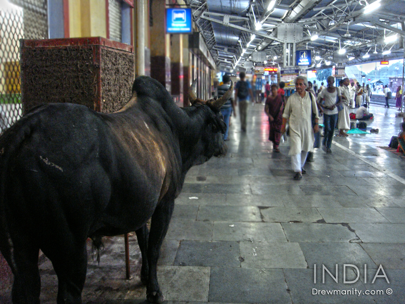 bull-indian-railway-station-drewmanity.com