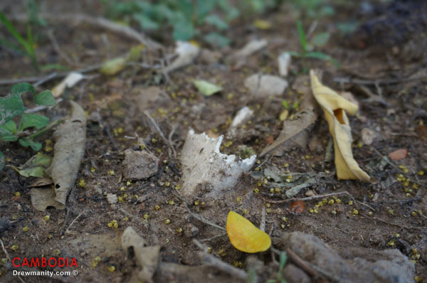 Bone fragments still remain from  the mass graves of the Killing fields at Choeung Ek  Phnom Penh, Cambodia.